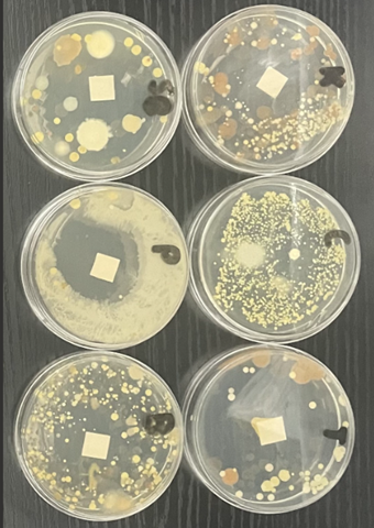 378 Investigating Antimicrobial